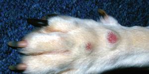 Рак у собак: симптомы и лечение